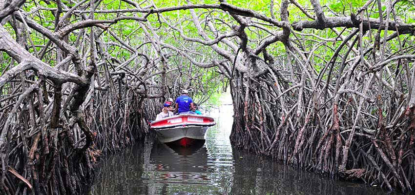 Boat Safari